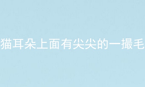 猫耳朵上面有尖尖的一撮毛