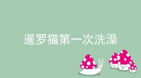 暹罗猫第一次洗澡
