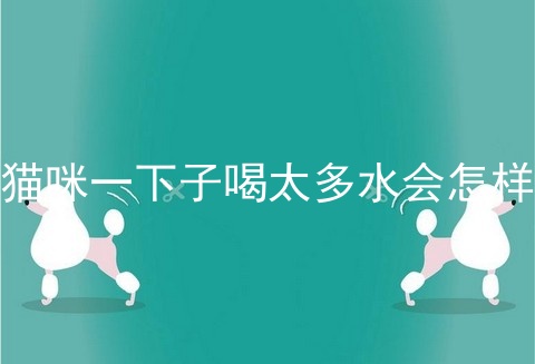 猫咪一下子喝太多水会怎样