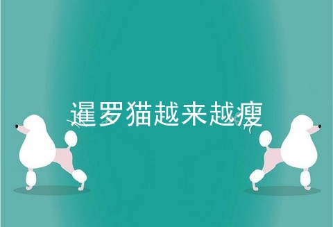 暹罗猫越来越瘦
