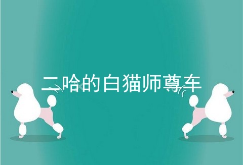 二哈的白猫师尊车