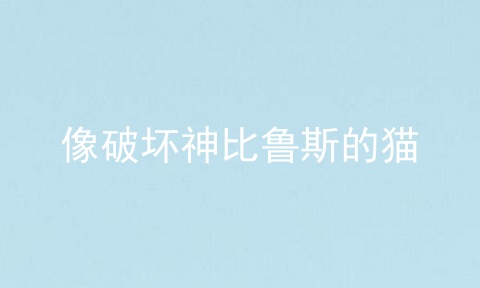 像破坏神比鲁斯的猫