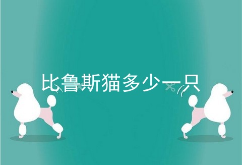 比鲁斯猫多少一只