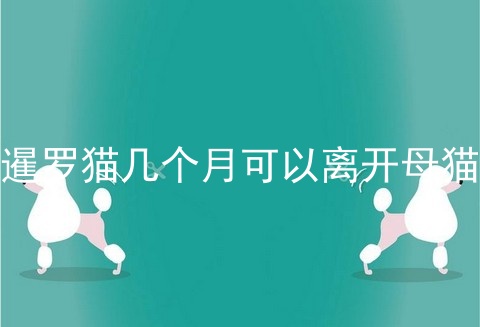 暹罗猫几个月可以离开母猫