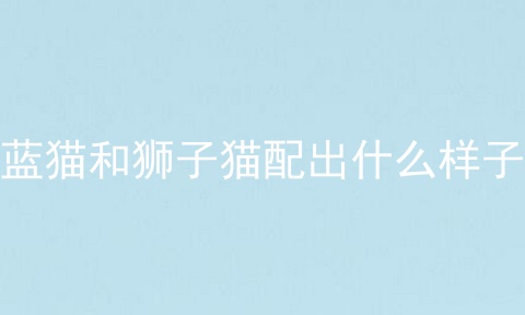 蓝猫和狮子猫配出什么样子