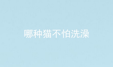 哪种猫不怕洗澡