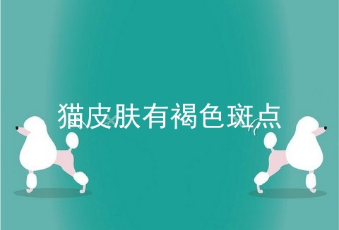 猫皮肤有褐色斑点