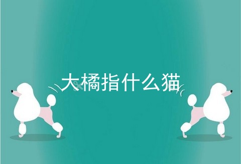 大橘指什么猫
