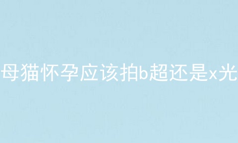 母猫怀孕应该拍b超还是x光