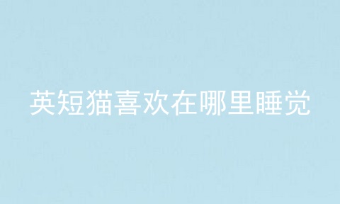 英短猫喜欢在哪里睡觉