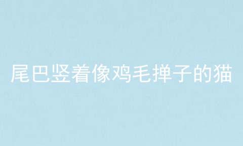 尾巴竖着像鸡毛掸子的猫