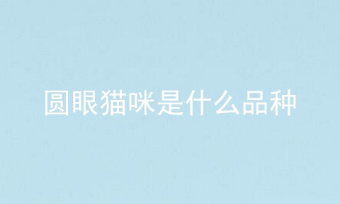 圆眼猫咪是什么品种