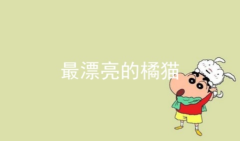 最漂亮的橘猫