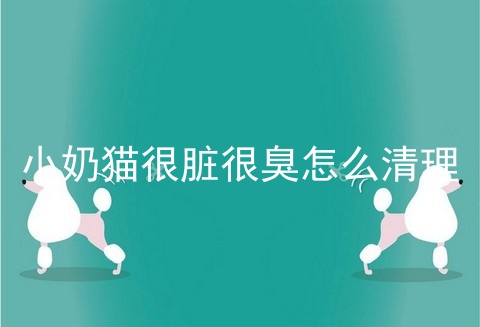 小奶猫很脏很臭怎么清理