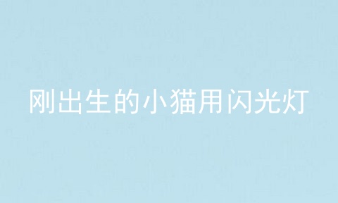 刚出生的小猫用闪光灯