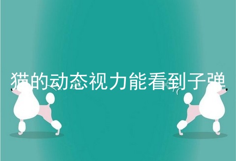 猫的动态视力能看到子弹