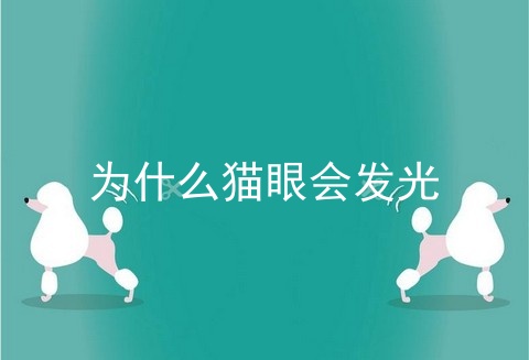 为什么猫眼会发光