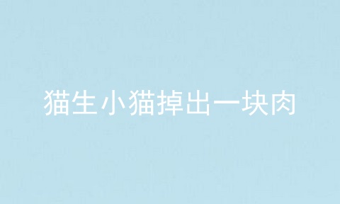 猫生小猫掉出一块肉