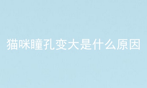 猫咪瞳孔变大是什么原因