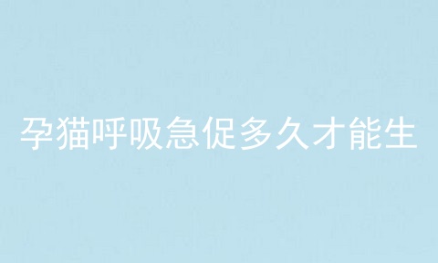 孕猫呼吸急促多久才能生