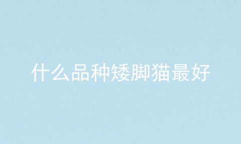 什么品种矮脚猫最好