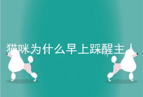 猫咪为什么早上踩醒主人