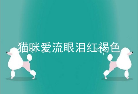 猫咪爱流眼泪红褐色