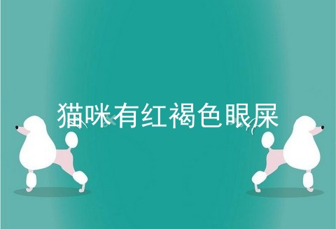猫咪有红褐色眼屎