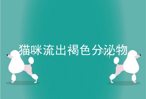 猫咪流出褐色分泌物