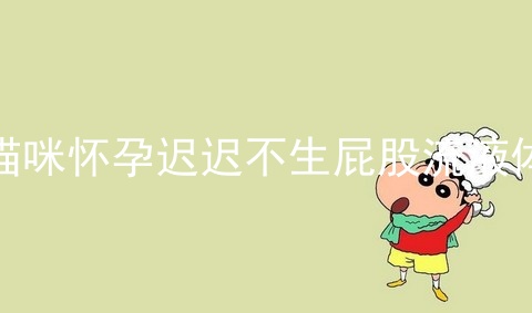 猫咪怀孕迟迟不生屁股流液体