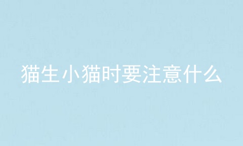 猫生小猫时要注意什么