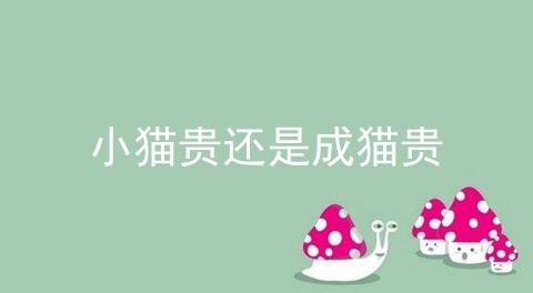 小猫贵还是成猫贵