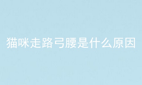 猫咪走路弓腰是什么原因