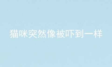 猫咪突然像被吓到一样