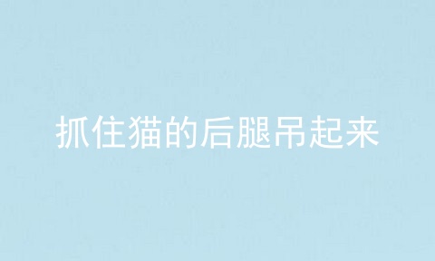 抓住猫的后腿吊起来