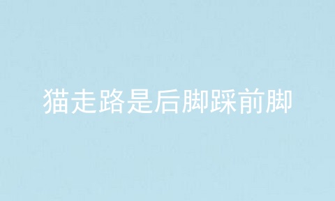猫走路是后脚踩前脚