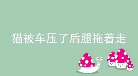 猫被车压了后腿拖着走