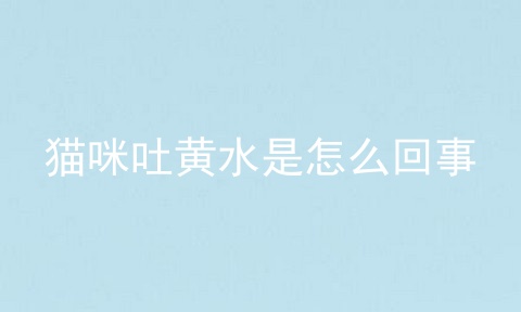 猫咪吐黄水是怎么回事