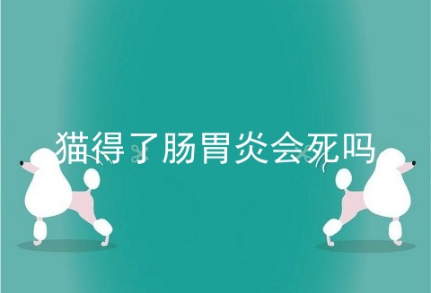 猫得了肠胃炎会死吗