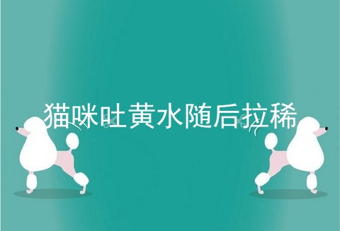 猫咪吐黄水随后拉稀