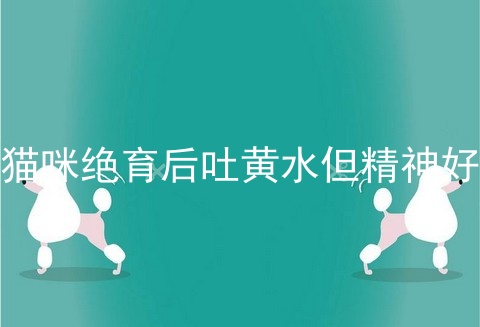猫咪绝育后吐黄水但精神好