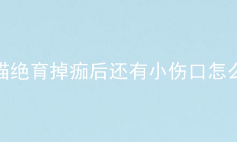公猫绝育掉痂后还有小伤口怎么办