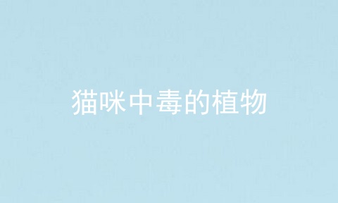 猫咪中毒的植物