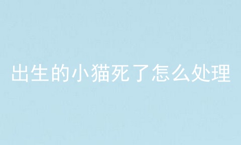 出生的小猫死了怎么处理