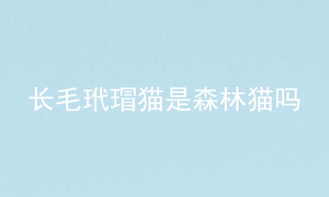 长毛玳瑁猫是森林猫吗
