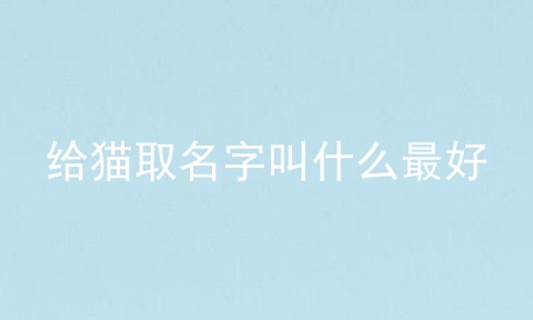 给猫取名字叫什么最好