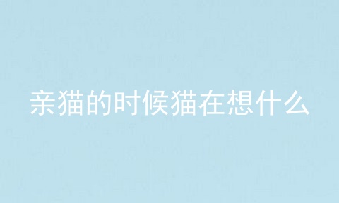 亲猫的时候猫在想什么