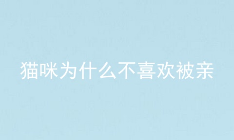 猫咪为什么不喜欢被亲