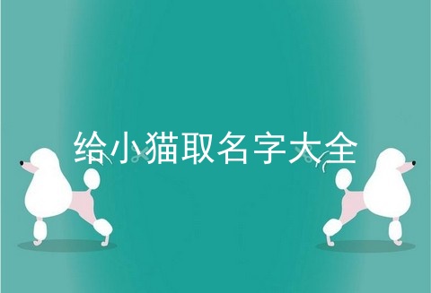 给小猫取名字大全