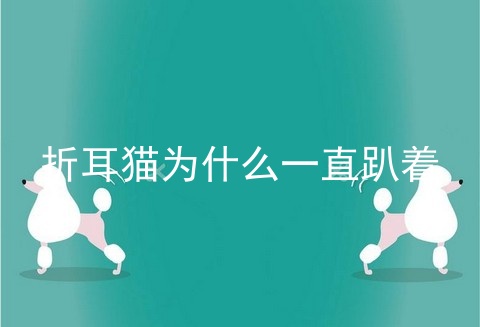 折耳猫为什么一直趴着